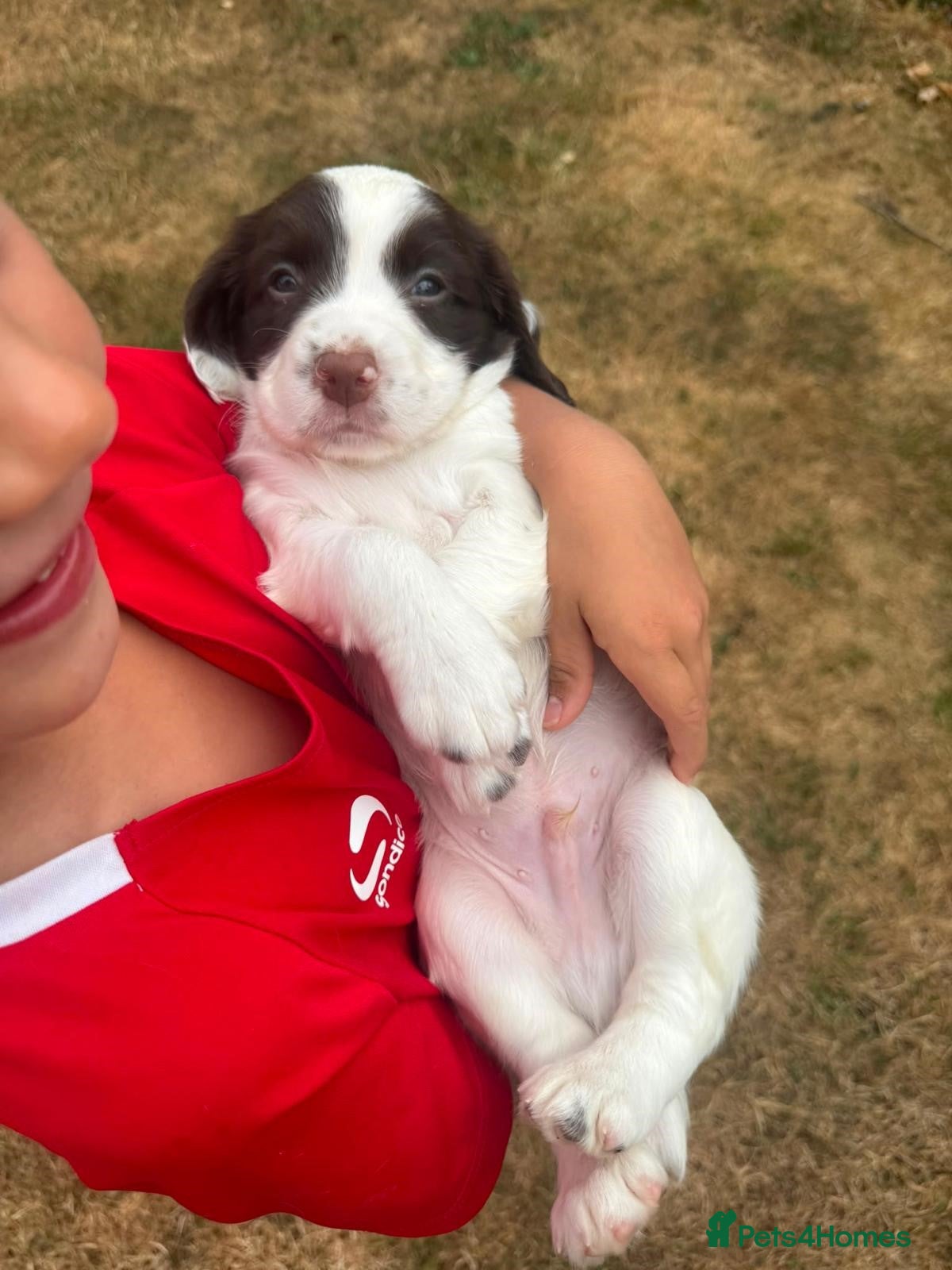 English Springer Spaniel dogs Championship Bred, Fully Health Tested Workers - Advert 2