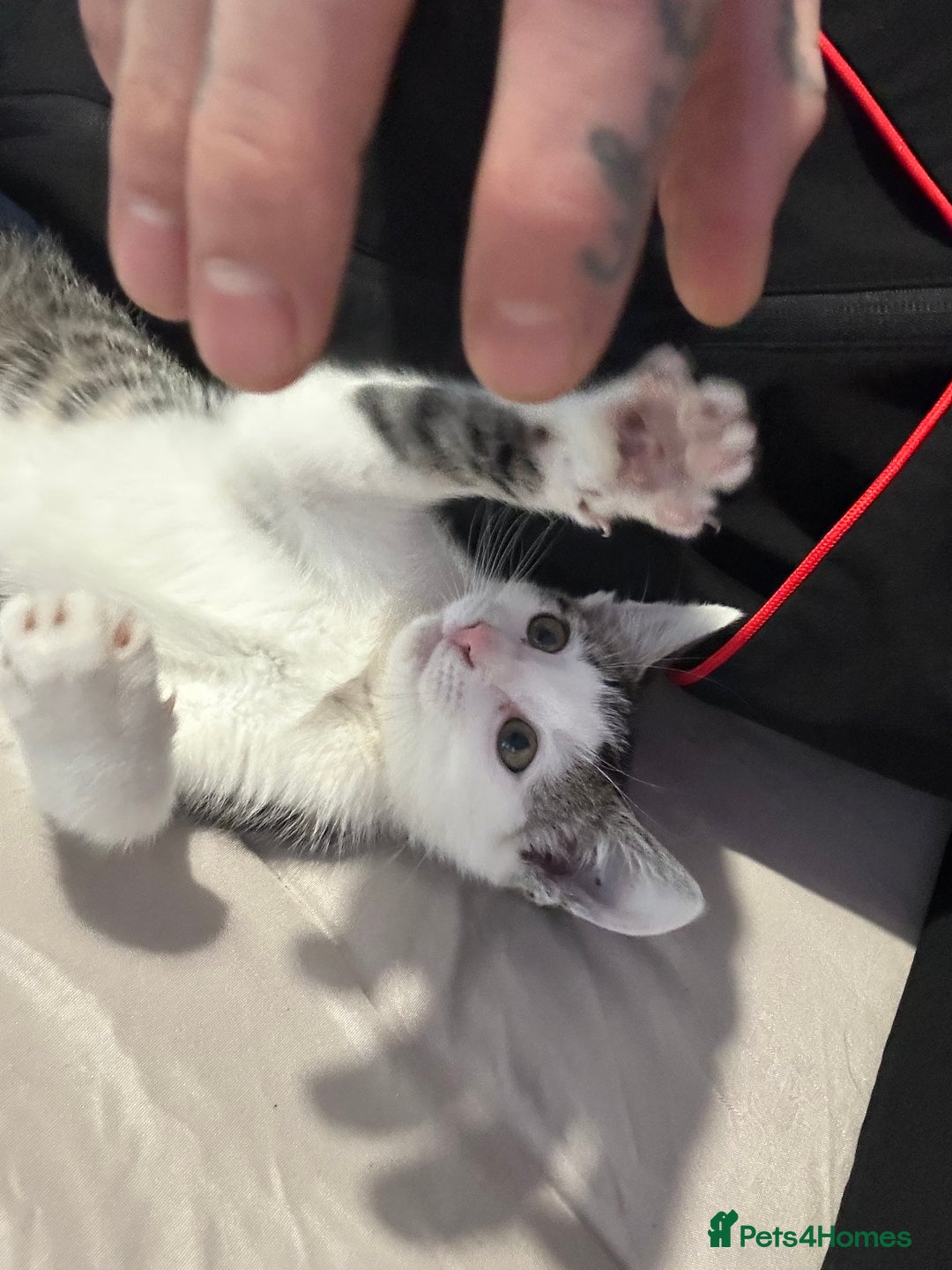 Domestic Shorthair cats for sale: Shorthair - Kitten  - Advert 1