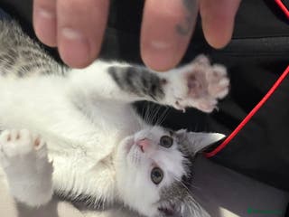 Domestic Shorthair cats Shorthair - Kitten - Advert 5