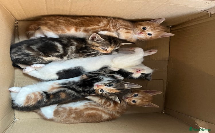 Mixed Breed cats - Advert 8