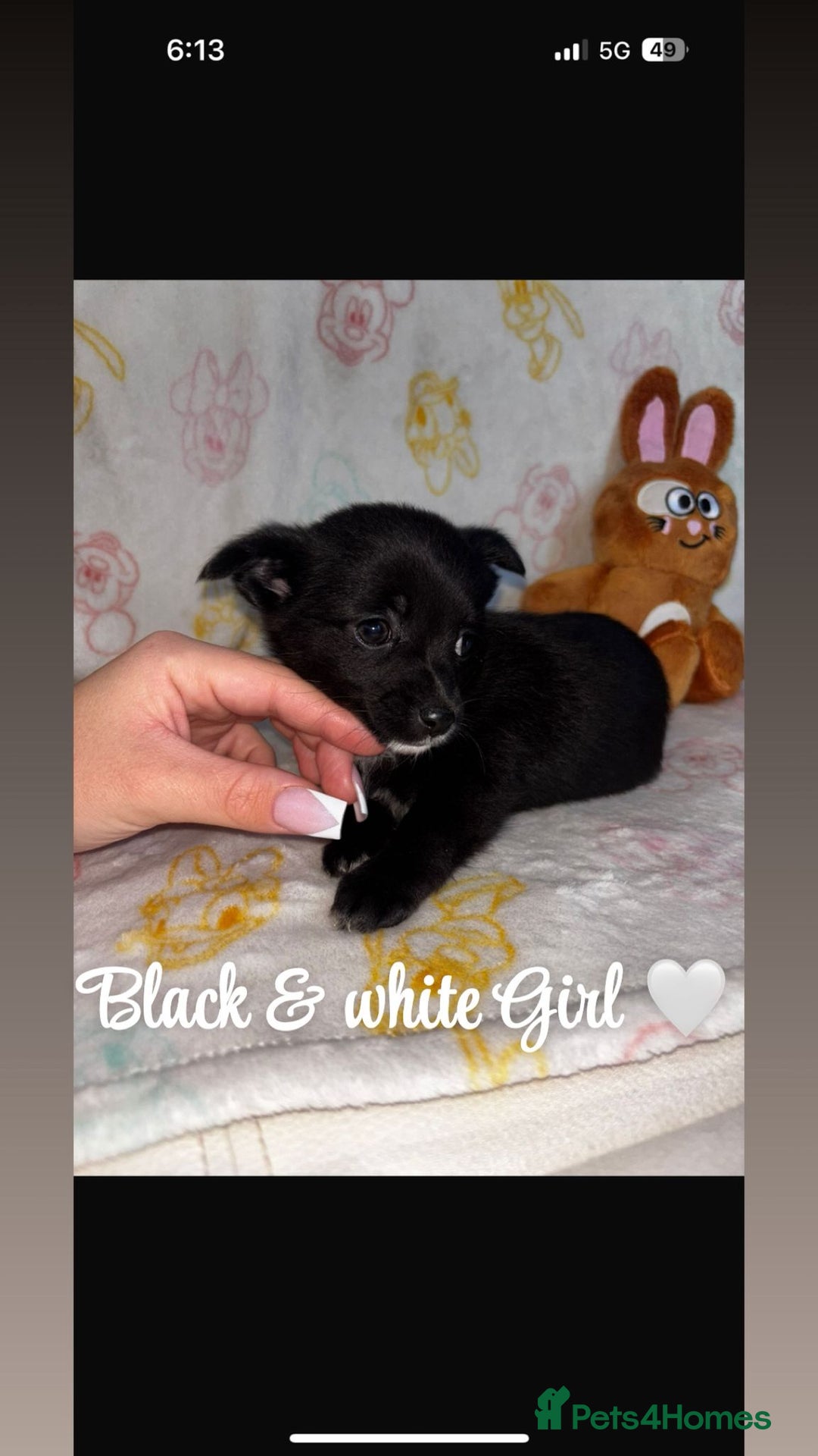 Chihuahua dogs for sale: Chihuahua puppies  - Image 6