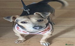 Jack Russell dogs for stud: DONJACKS RALPH - no wenlock - blue and tan STUD  in Doncaster - Image 40