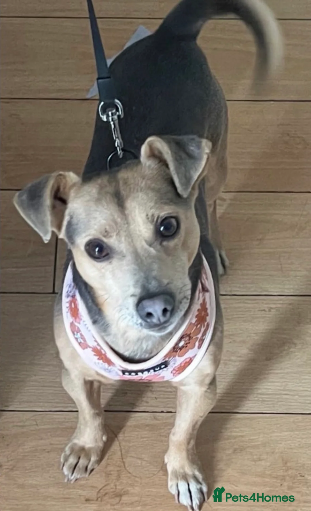 Jack Russell dogs for stud: DONJACKS RALPH - no wenlock - blue and tan STUD  in Doncaster - Advert 40