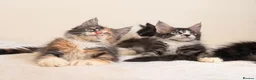 Maine Coon cats for sale: Ready for home pure bred maine coon kittens - Advert 9
