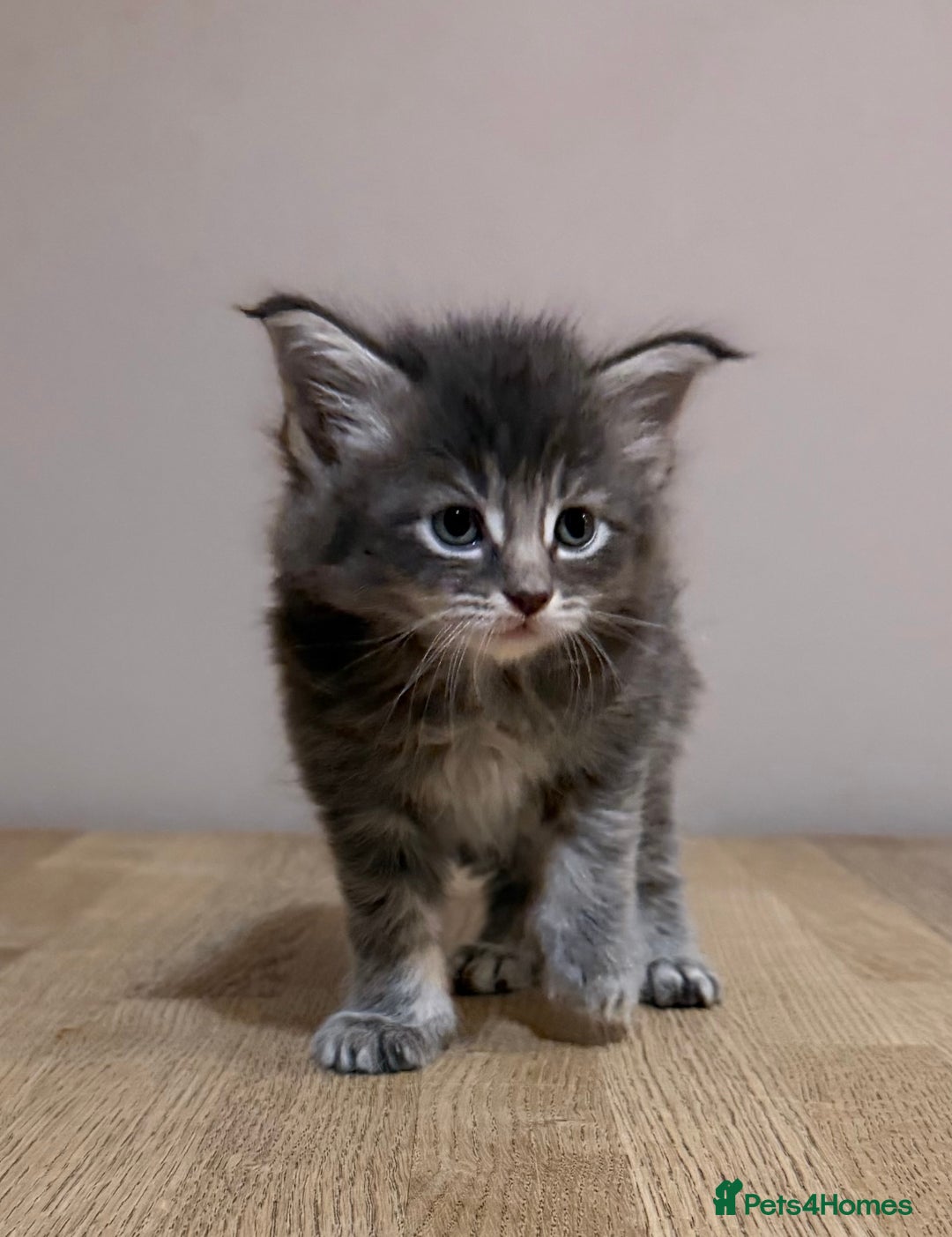 Maine Coon cats for sale: Stunning Maine Coon cross kittens - Advert 5