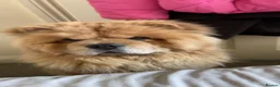Chow Chow dogs for sale: Chow chow for loving home  in Hartlepool - Advert 3