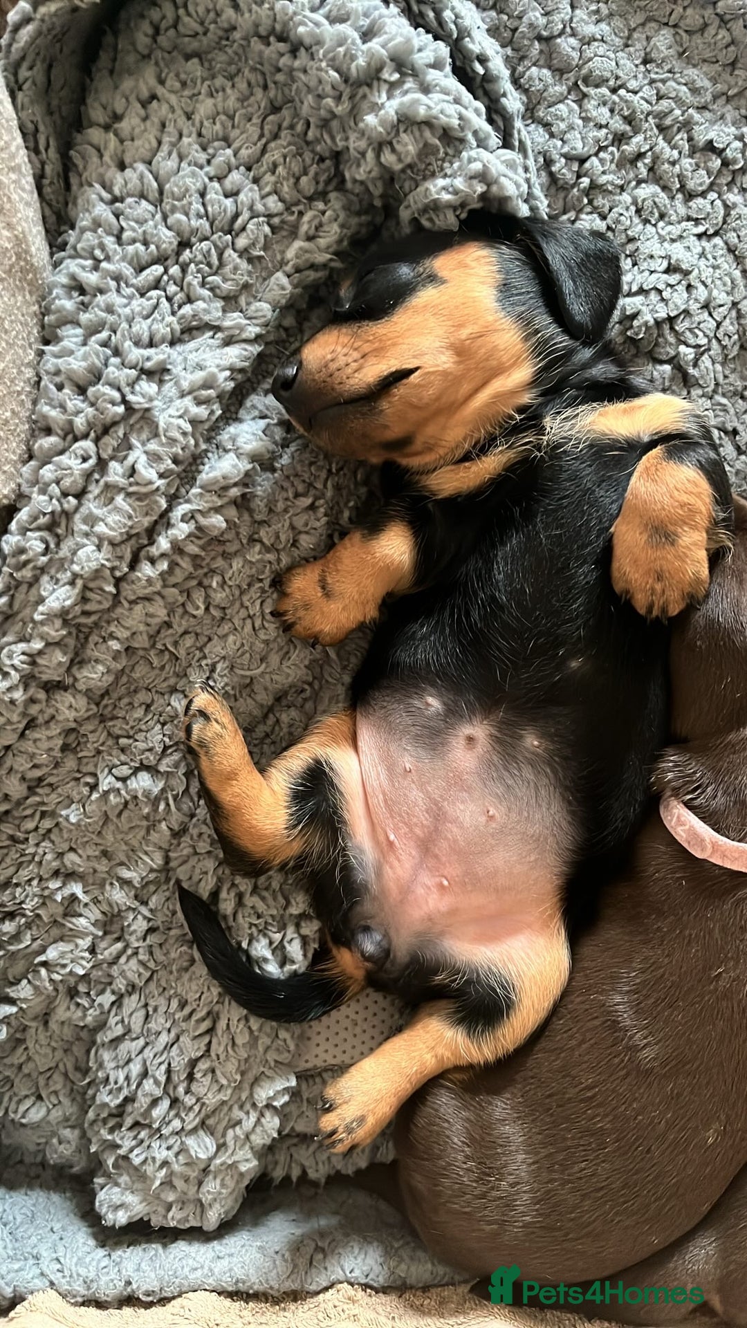 Dachshund dogs for sale: 4 Beautiful Dachshund Puppies - Image 9
