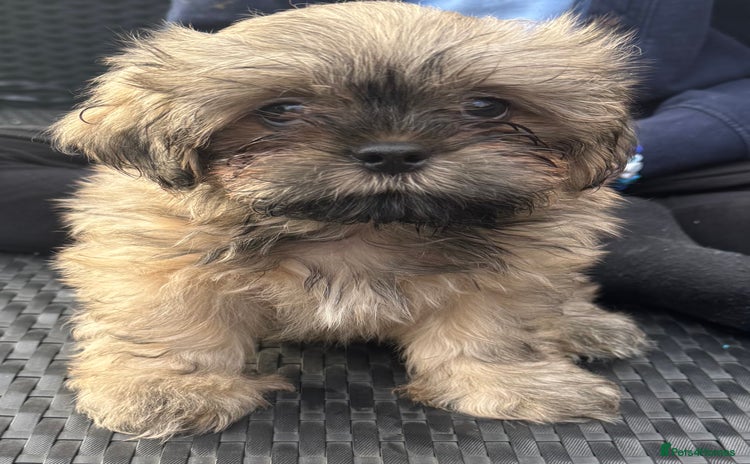Shih Tzu dogs - Advert 1