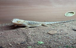 Bearded Dragon reptiles for sale: 1 year old bearded dragon  - Image 3