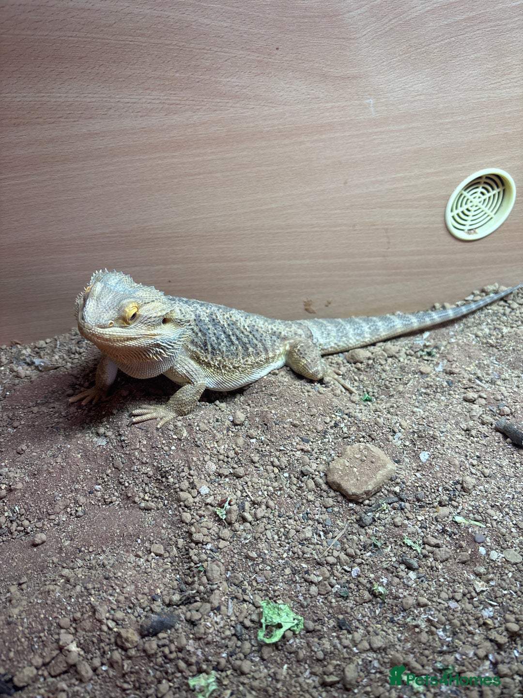Bearded Dragon reptiles for sale: 1 year old bearded dragon  - Image 3