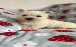 West Highland Terrier dogs for sale: Westie puppies available  - Image 22
