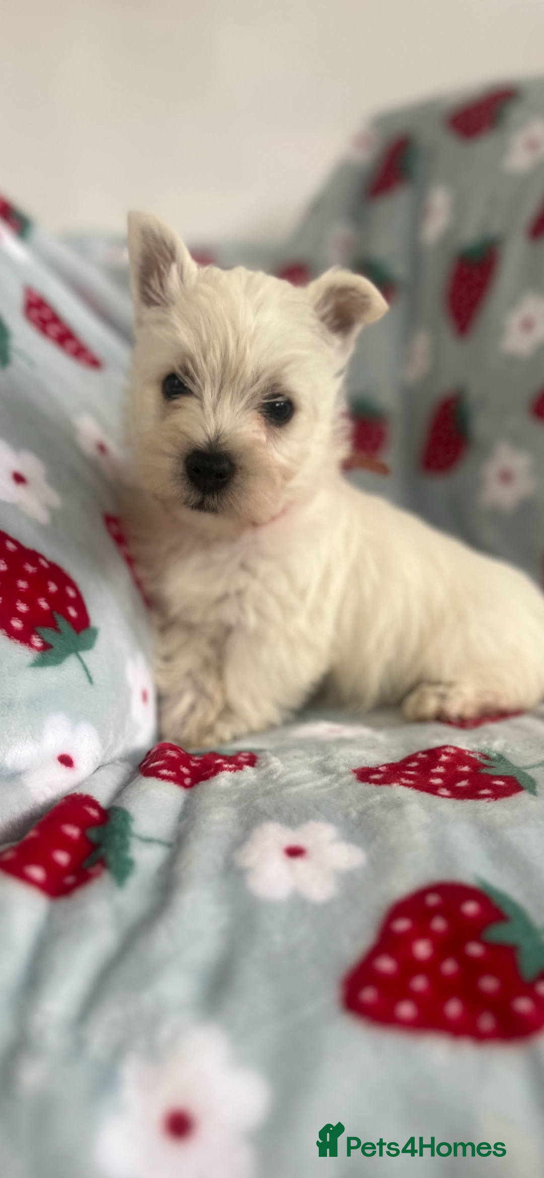 West Highland Terrier dogs for sale: Westie puppies available  - Image 22