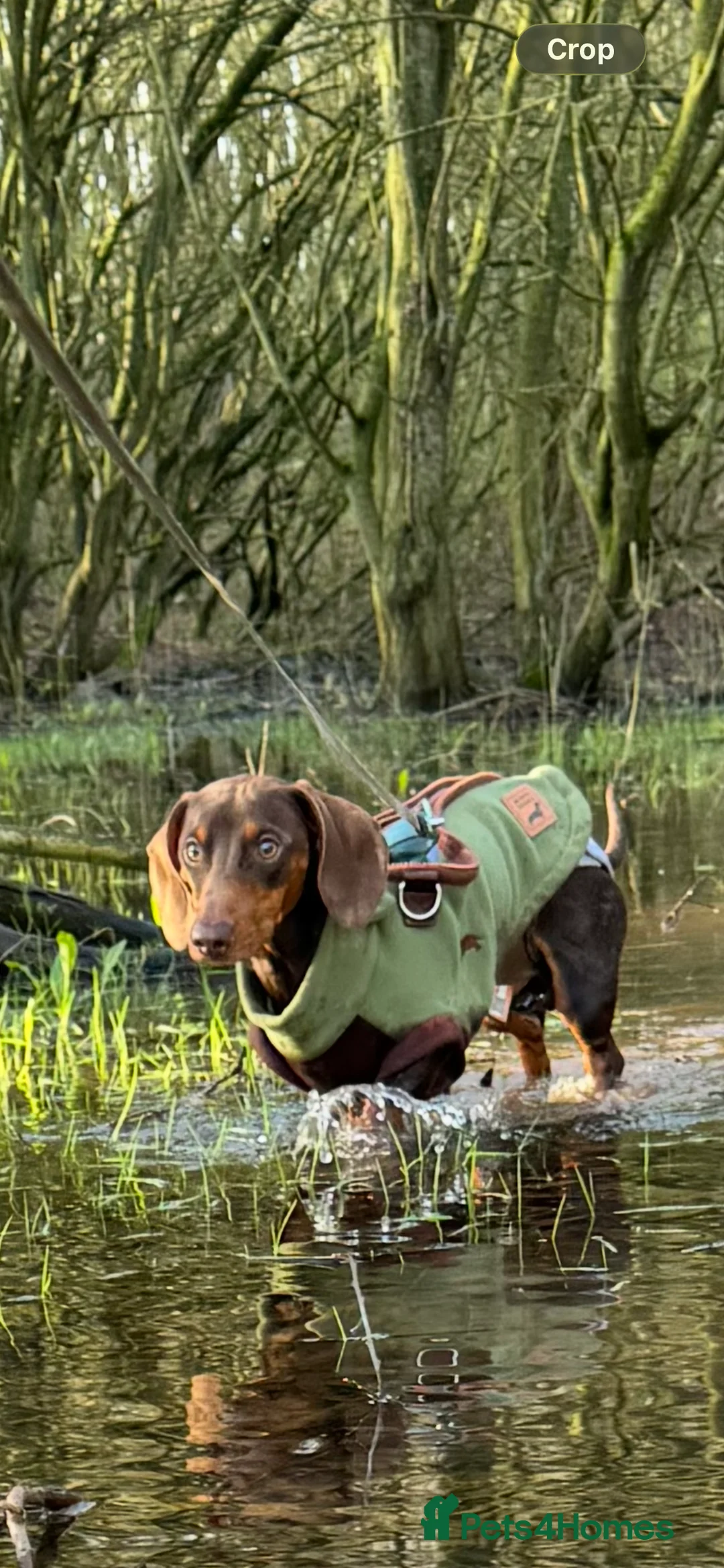 Dachshund dogs for stud: Beautiful bear❤️ - Advert 1