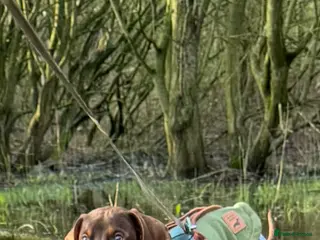 Dachshund dogs Beautiful bear❤️ - Advert 5