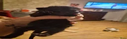 Mixed Breed cats for sale: 6 black kittens  - Advert 12