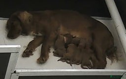 Cocker Spaniel dogs for sale: Ftch deep red Working cocker puppies - Image 1