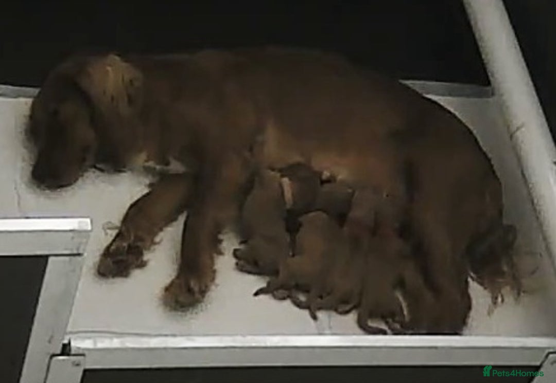 Cocker Spaniel dogs for sale: Ftch deep red Working cocker puppies - Image 1