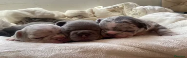  Frenchie puppies 