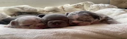 French Bulldog dogs for sale: French bulldog rope puppies  in Bournemouth - Advert 2