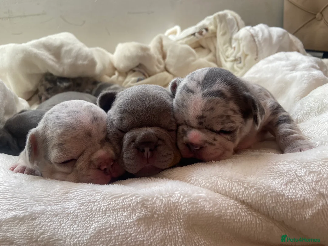 French Bulldog dogs for sale: French bulldog rope puppies  in Bournemouth - Advert 2