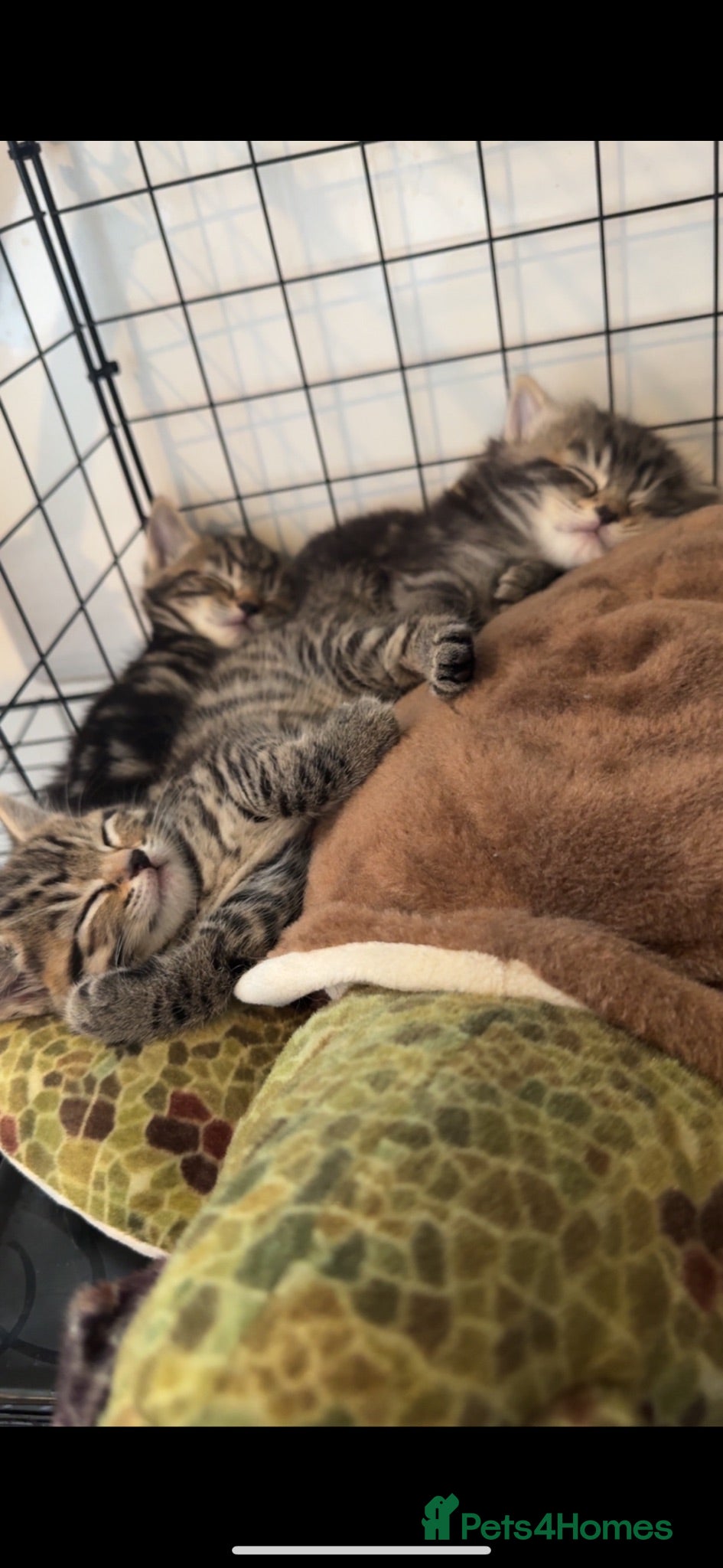 Mixed Breed cats One female kitten for sale - Advert 2
