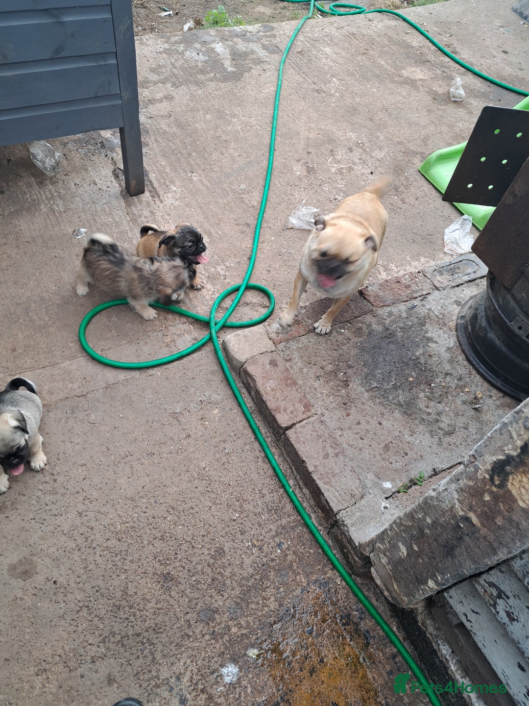 Mixed Breed dogs for sale: Beautiful litter of pug cross shih-tzu  ♥️ - Advert 5