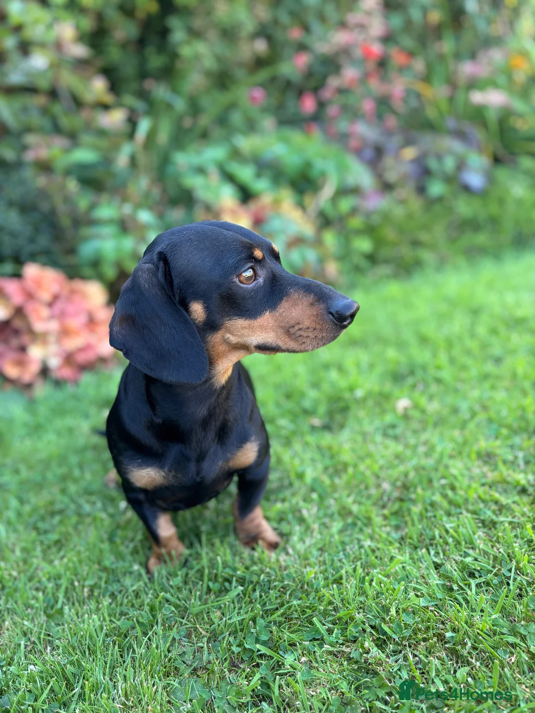 Miniature Dachshund dogs for stud: Mini Dach Simon - Stud only - Advert 3