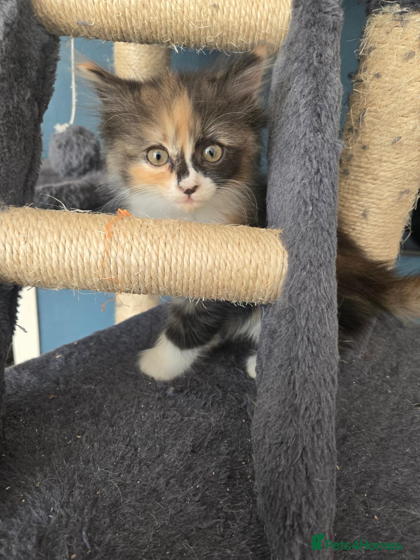Ragdoll cats Half-Ragdolls from £150 (ready to leave) - Advert 2