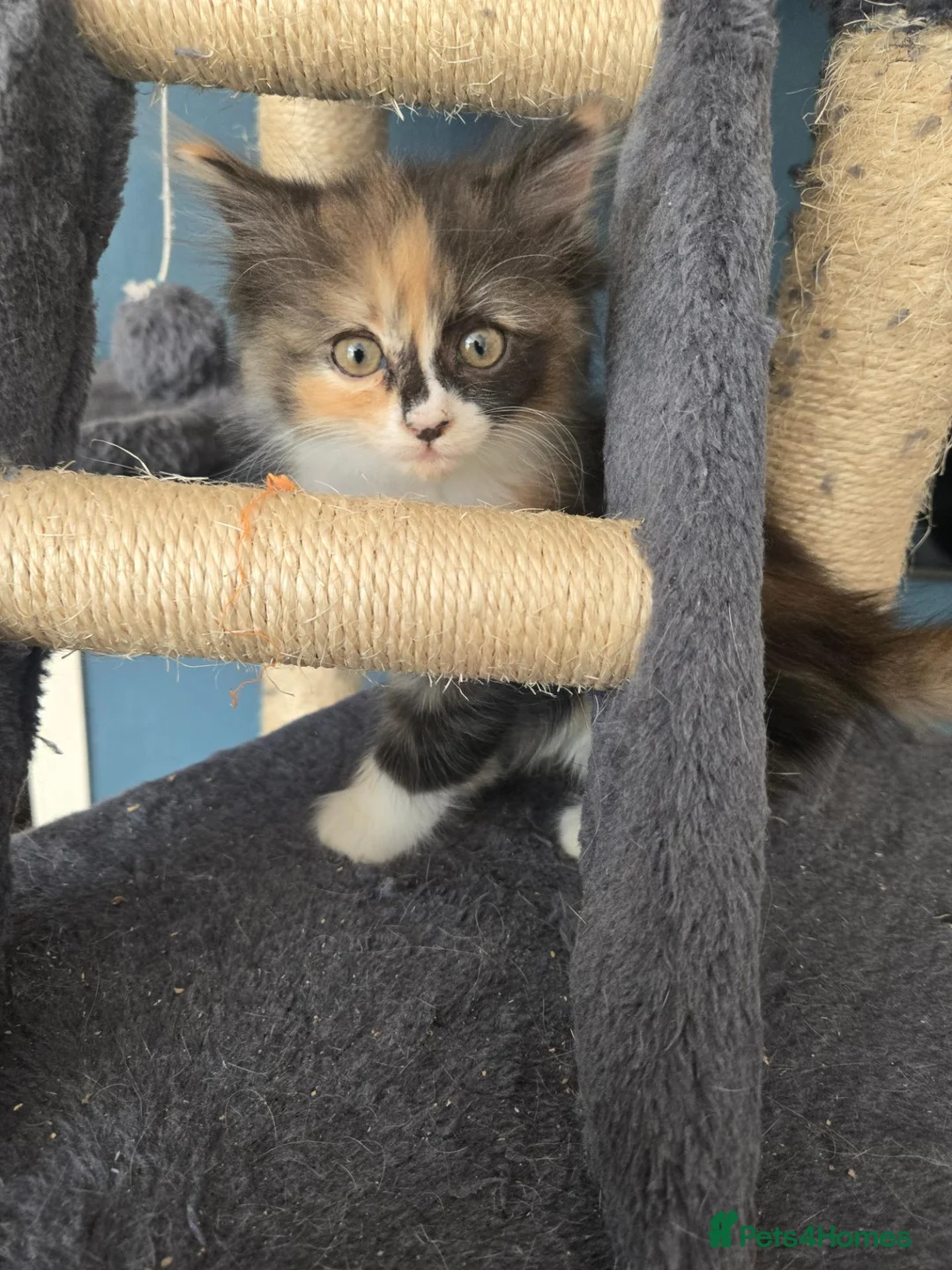 Ragdoll cats for sale: Half-Ragdolls from £150 (ready to leave) - Advert 2