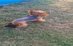 Yorkshire Terrier dogs for sale: Adult York Terrier for sale  - Image 20