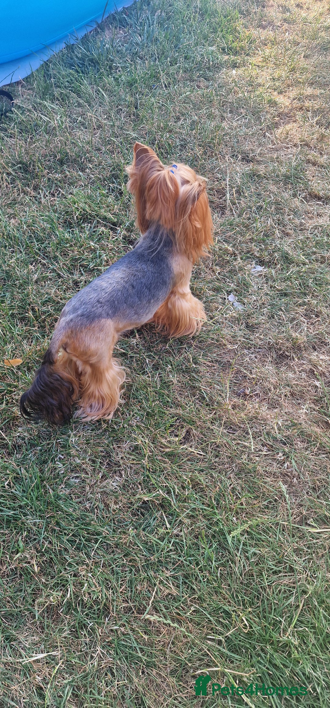 Yorkshire Terrier dogs for sale: Adult York Terrier for sale  - Image 20