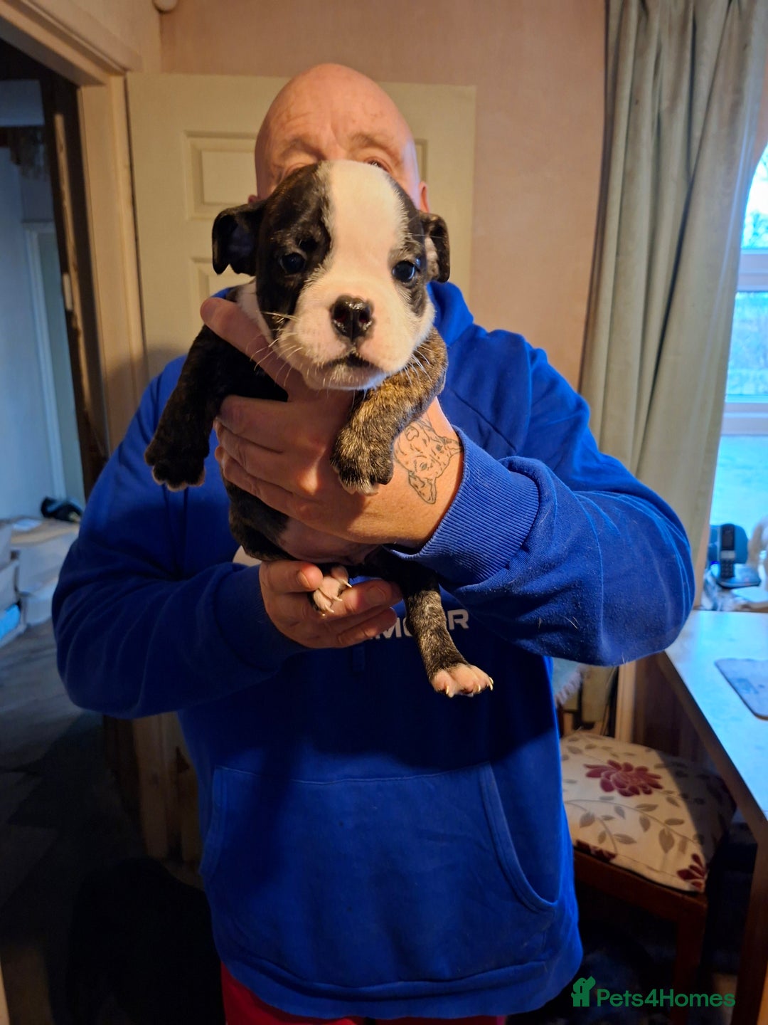 Mixed Breed dogs for sale: Big beautiful Bull Staffs  - Advert 3