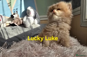 British Shorthair cats Pedigree golden British shorthair and longhair - Advert 13