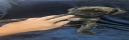 Cane Corso dogs for sale: Cane corso puppies  in Abertillery - Advert 2