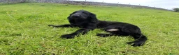 Cocker Spaniel dogs for sale: 14 week old Working Cocker Spaniel Male - Advert 4