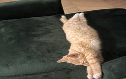 Mixed Breed cats for sale: Adorable Kittens Looking for Their Forever Homes - Image 5