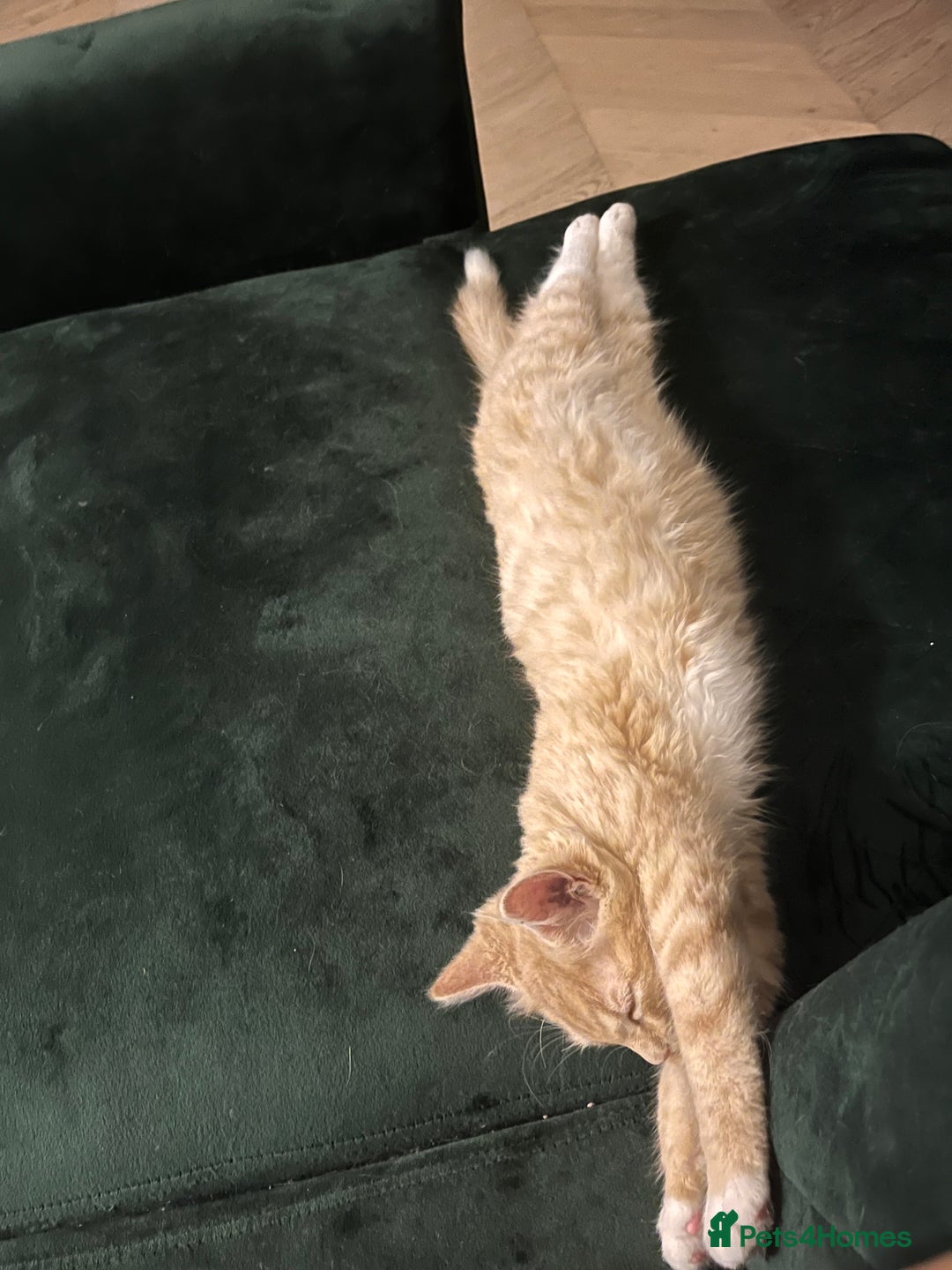 Mixed Breed cats for sale: Adorable Kittens Looking for Their Forever Homes - Image 5