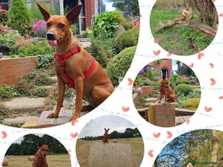 Miniature Pinscher dogs Miniature Pinscher 100%pure breed, KC registered - Advert 1
