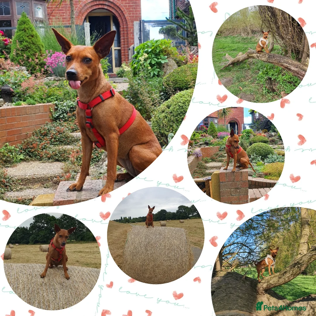 Miniature Pinscher dogs for sale: Miniature Pinscher puppies, KC registered - Advert 2