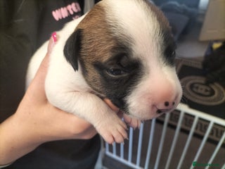 Mixed Breed dogs - Advert 10