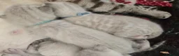Bengal cats for sale: 🌟 Stunning pure bengal snow kittens 🎉 - Advert 23