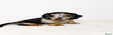Miniature Dachshund 3