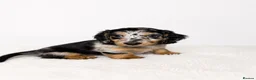 Miniature Dachshund dogs for sale: Long haired miniature dachshund  - Advert 4
