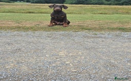 Dobermann dogs for sale: 7 month old doberman  - Image 1