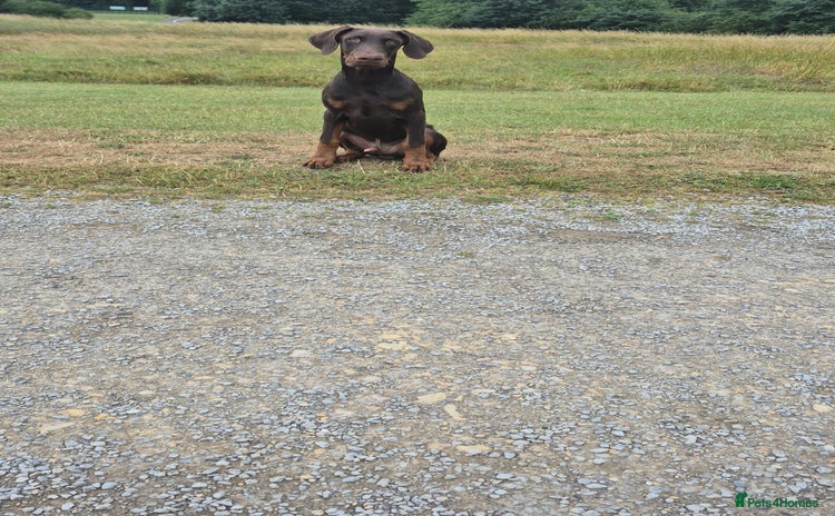 Dobermann dogs - Advert 4