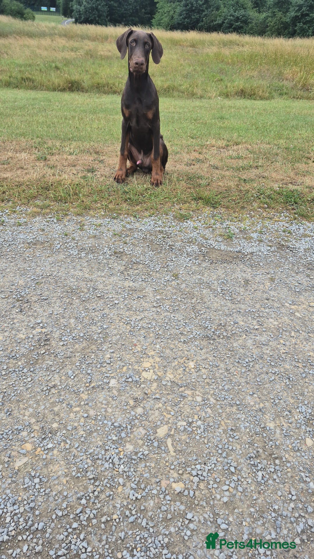Dobermann dogs for sale: 7 month old doberman  - Image 1