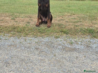 Dobermann dogs - Advert 9