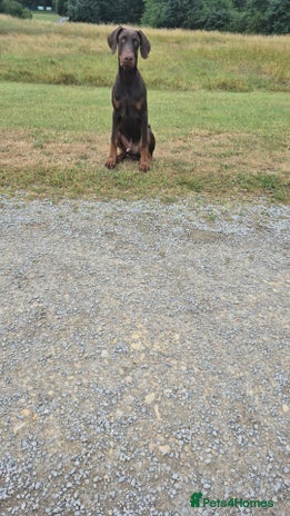 Dobermann dogs - Advert 16
