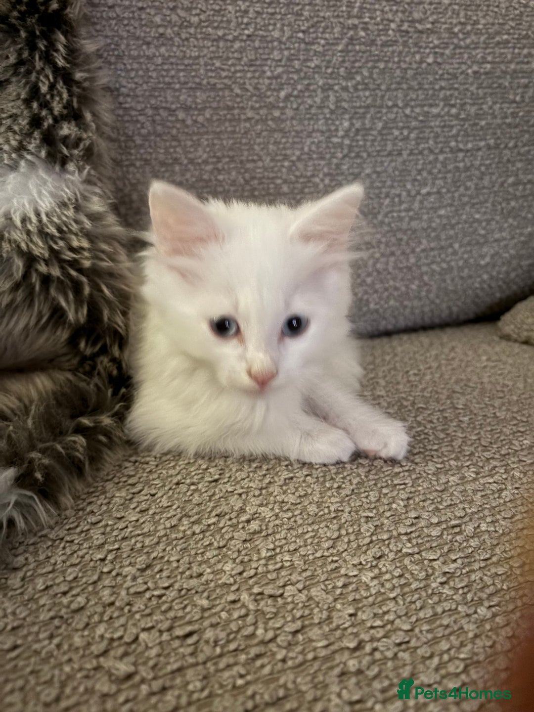 Mixed Breed cats for sale: Kitten for sale  - Image 2