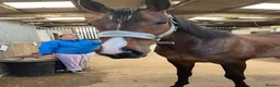 Other Breed horses for sale: 16.2 gelding  in Whitby - Advert 3